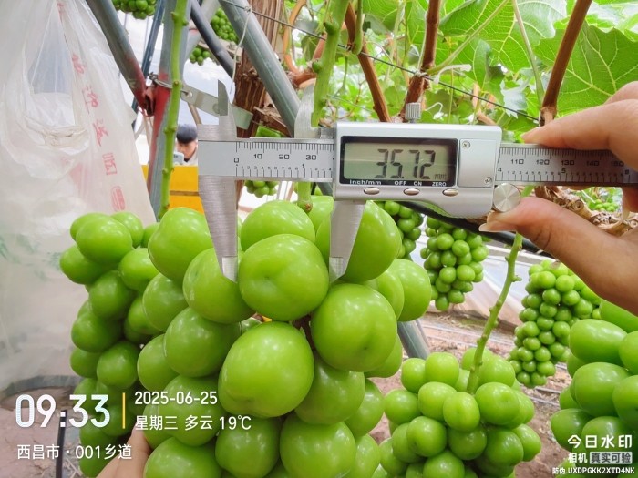 增重.jpg